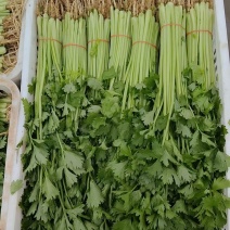 推荐江苏芹菜小芹菜基地直供量大从优全国发货联系