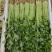 推荐江苏芹菜小芹菜基地直供量大从优全国发货联系