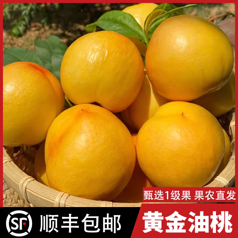 《山东油桃》黄金油桃/一件代发/量大从优/全国发货