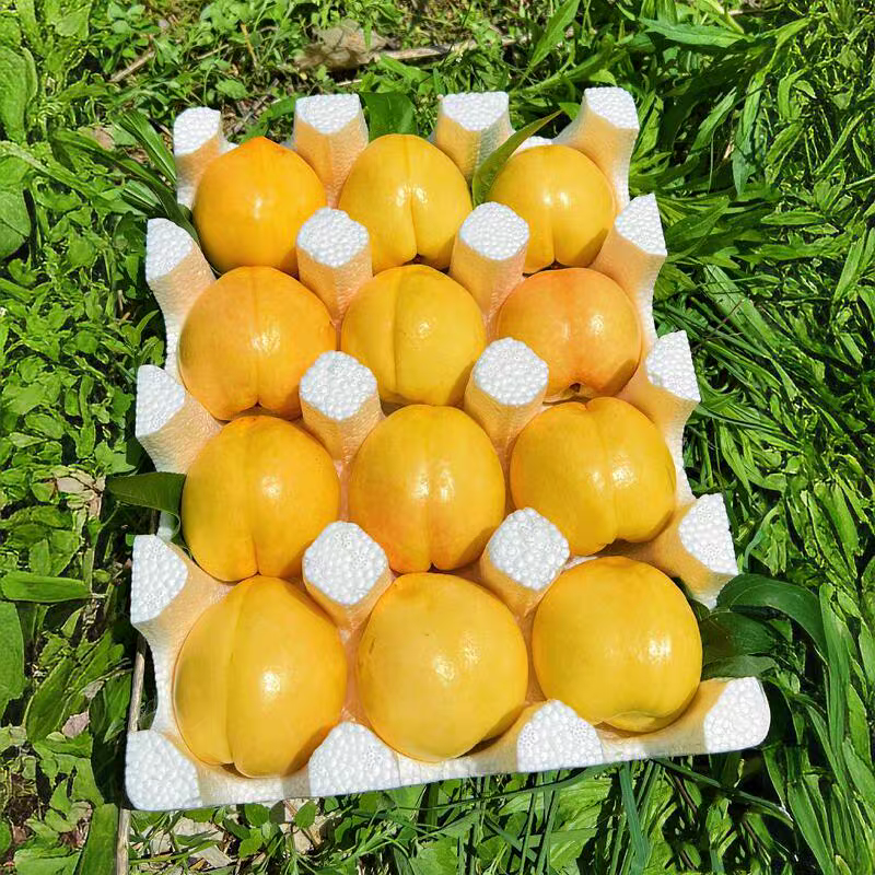 《山东油桃》黄金油桃/一件代发/量大从优/全国发货
