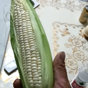 白糯玉米