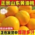 《黄金油桃》山东油桃/一件代发/量大从优/全国包邮