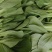 推荐江苏小青菜油菜上海青货源充足价格实惠欢迎联