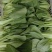 推荐江苏小青菜油菜上海青货源充足价格实惠欢迎联