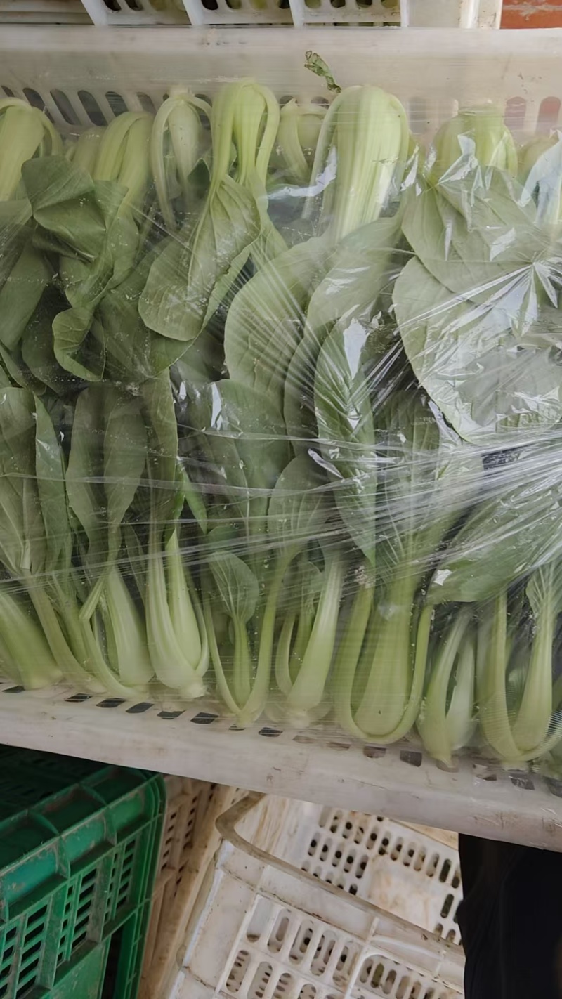 推荐江苏小青菜油菜上海青货源充足价格实惠欢迎联