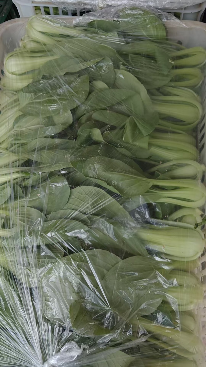 推荐江苏小青菜油菜上海青货源充足价格实惠欢迎联