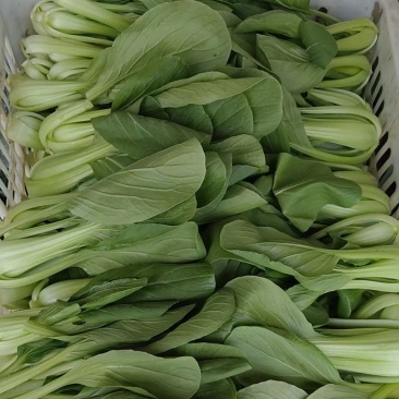 推荐江苏小青菜油菜上海青货源充足价格实惠欢迎联