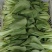 推荐江苏小青菜油菜上海青货源充足价格实惠欢迎联