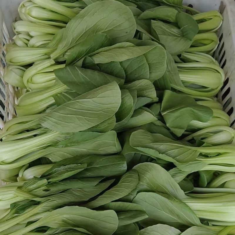 推荐江苏小青菜油菜上海青货源充足价格实惠欢迎联