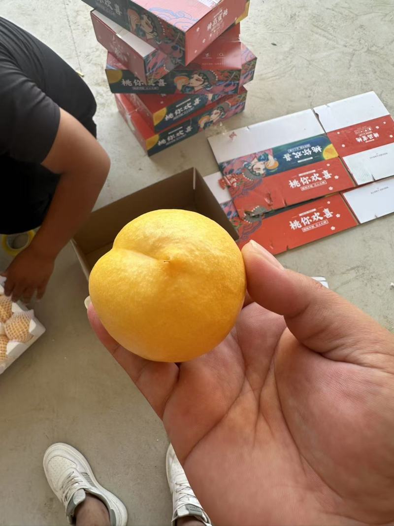 《黄金油桃》山东油桃/一件代发/量大从优/全国包邮