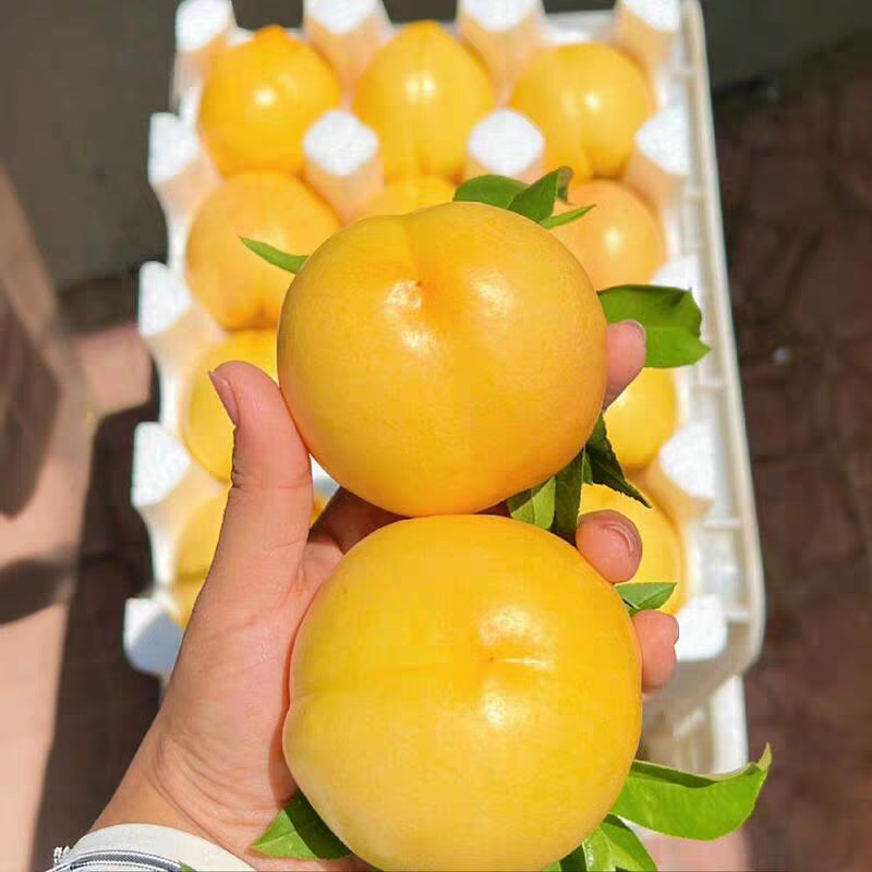 《黄金油桃》山东油桃/一件代发/量大从优/全国包邮