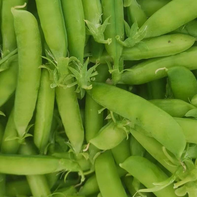吉林优质豌豆青豌豆，产地一手货源保质保量欢迎来电
