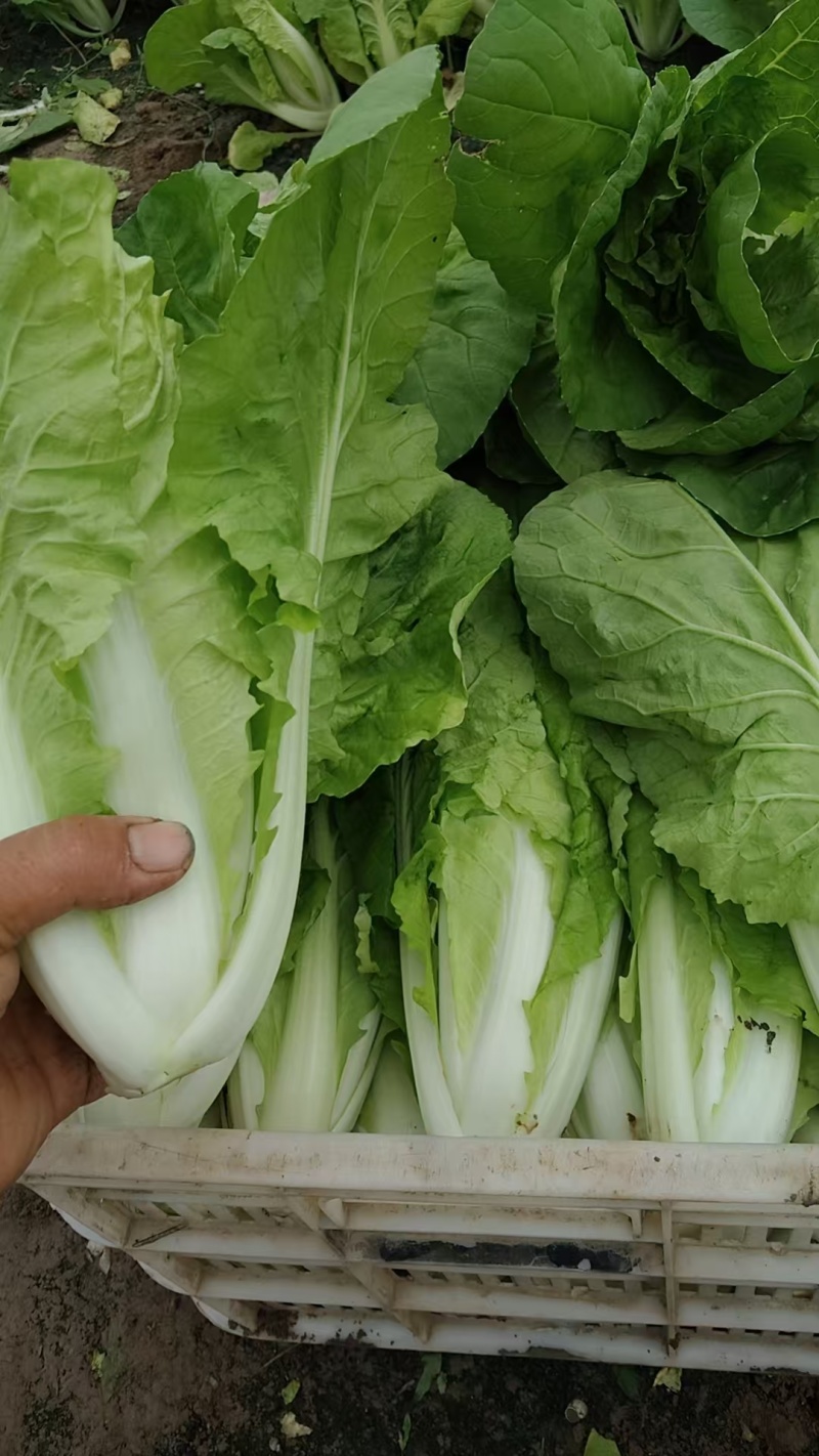 江苏小白菜品质好价格优欢迎联系货源充足全国发货