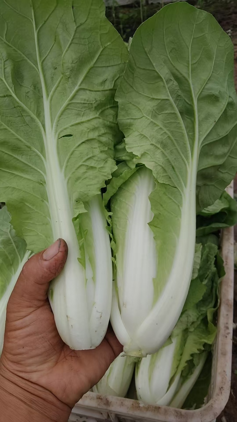 江苏小白菜品质好价格优欢迎联系货源充足全国发货