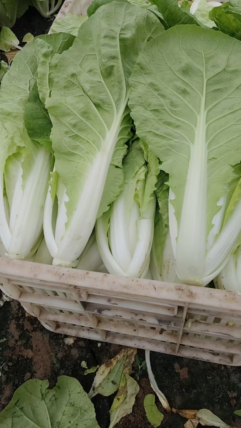 江苏小白菜品质好价格优欢迎联系货源充足全国发货