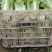 江苏小白菜品质好价格优欢迎联系货源充足全国发货