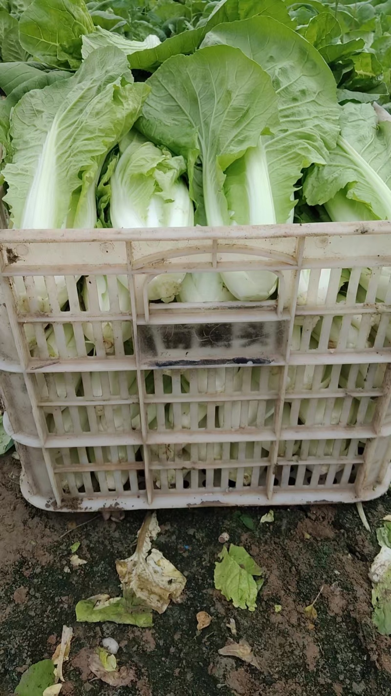 江苏小白菜品质好价格优欢迎联系货源充足全国发货