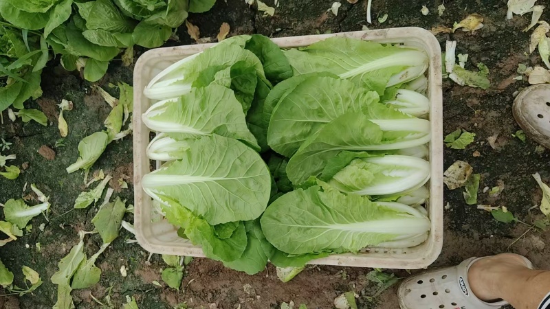 江苏小白菜品质好价格优欢迎联系货源充足全国发货