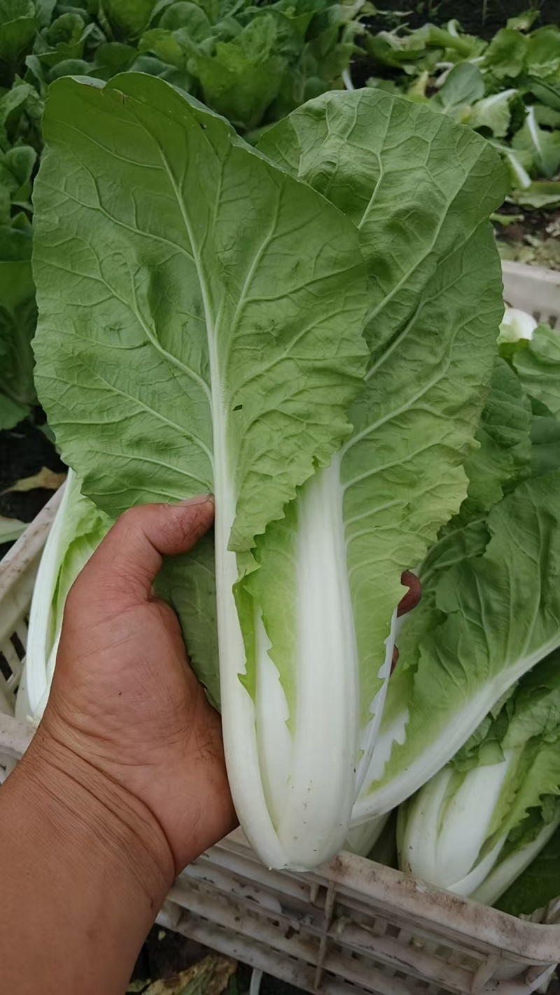 江苏小白菜品质好价格优欢迎联系货源充足全国发货