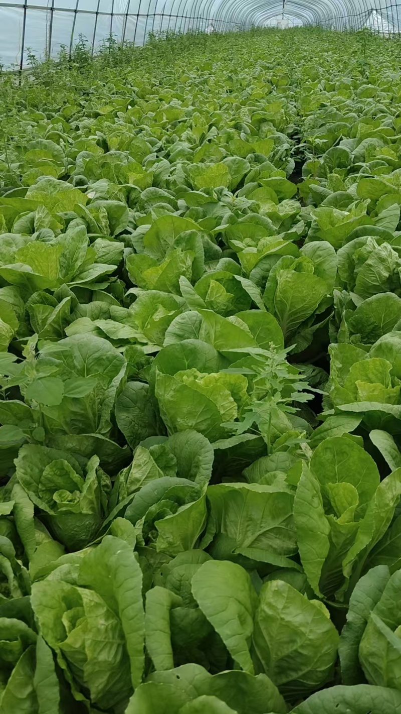 江苏小白菜品质好价格优欢迎联系货源充足全国发货