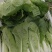 江苏小白菜品质好价格优欢迎联系货源充足全国发货