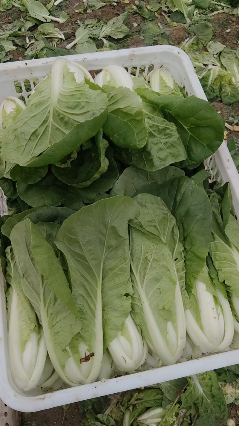 江苏小白菜品质好价格优欢迎联系货源充足全国发货