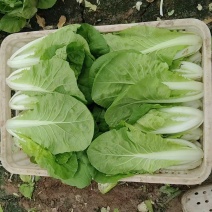 江苏小白菜品质好价格优欢迎联系货源充足全国发货