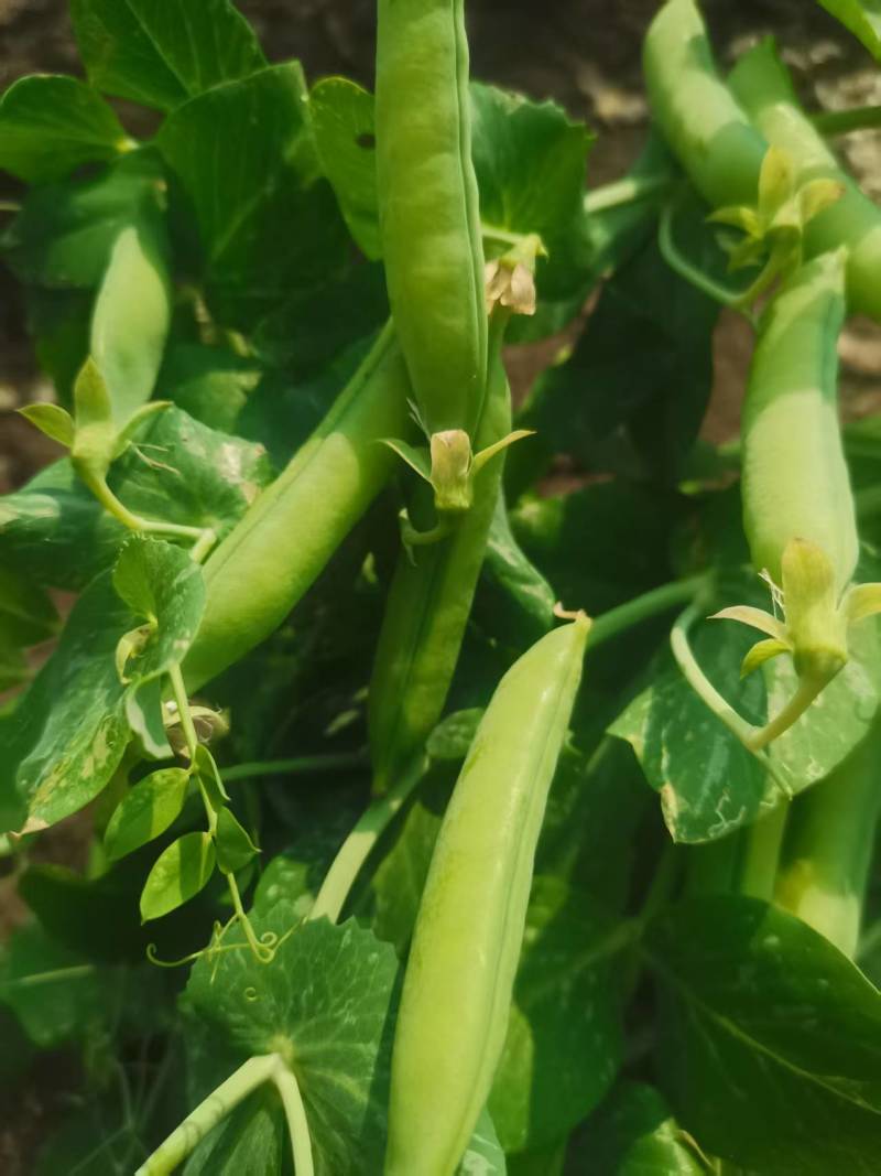 吉林优质豌豆青豌豆，产地一手货源保质保量欢迎来电