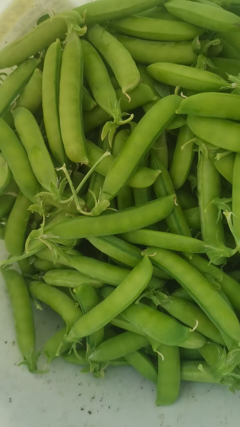 吉林优质豌豆青豌豆，产地一手货源保质保量欢迎来电