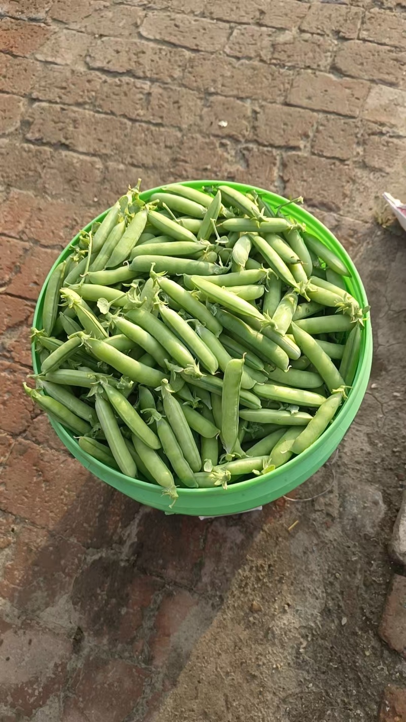 吉林优质豌豆青豌豆，产地一手货源保质保量欢迎来电