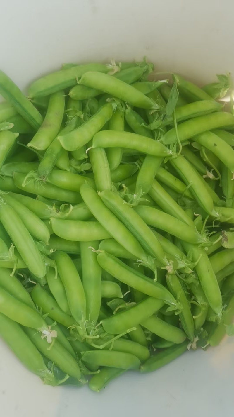 吉林优质豌豆青豌豆，产地一手货源保质保量欢迎来电