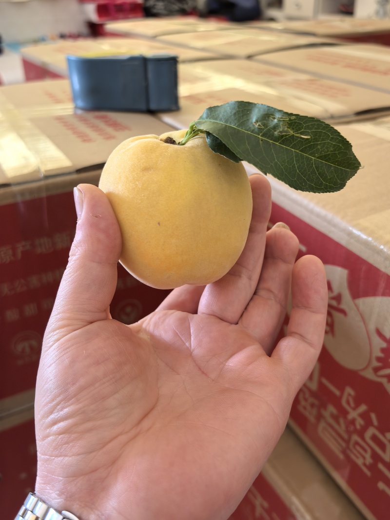 黄桃糖度16左右全国发货保质保量，可议价