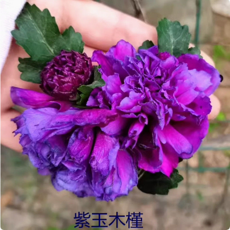 蓝莓冰沙重瓣木槿树苗阳台庭院名贵树苗耐寒耐热紫玉蓝莓冰沙木槿