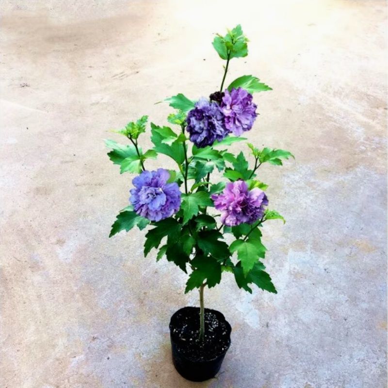 蓝莓冰沙重瓣木槿树苗阳台庭院名贵树苗耐寒耐热紫玉蓝莓冰沙木槿