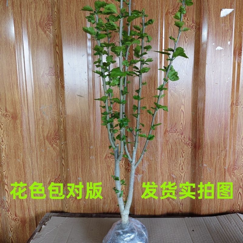 蓝莓冰沙重瓣木槿树苗阳台庭院名贵树苗耐寒耐热紫玉蓝莓冰沙木槿
