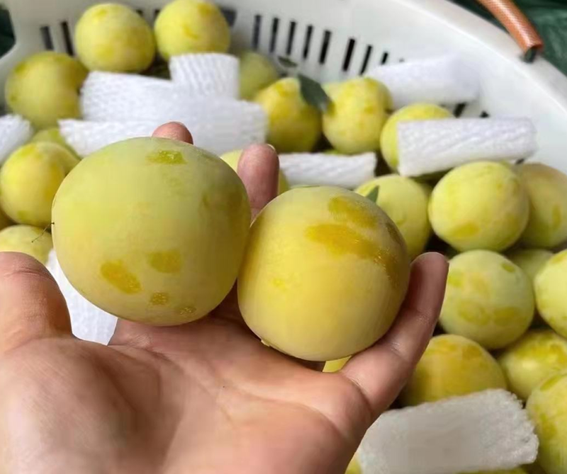 汉源桃花李大量上市，承接全国市场，电商