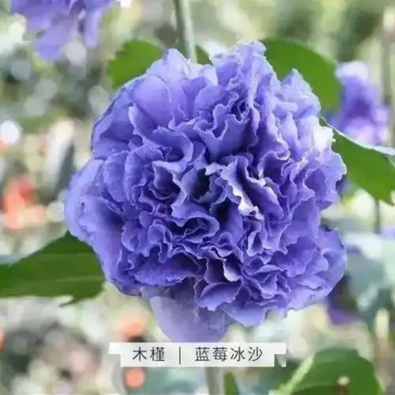 蓝莓冰沙重瓣木槿树苗阳台庭院名贵树苗耐寒耐热紫玉蓝莓冰沙木槿