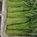 推荐江苏空心菜基地一手货源量大从优欢迎联系