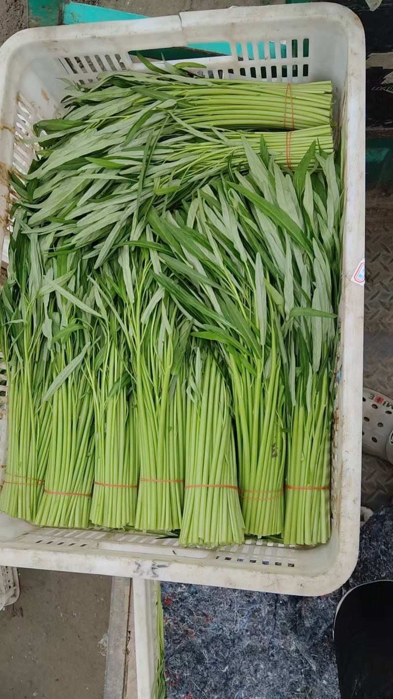 推荐江苏空心菜基地一手货源量大从优欢迎联系