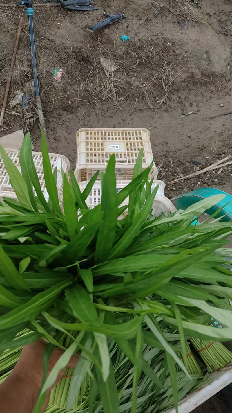 推荐江苏空心菜基地一手货源量大从优欢迎联系