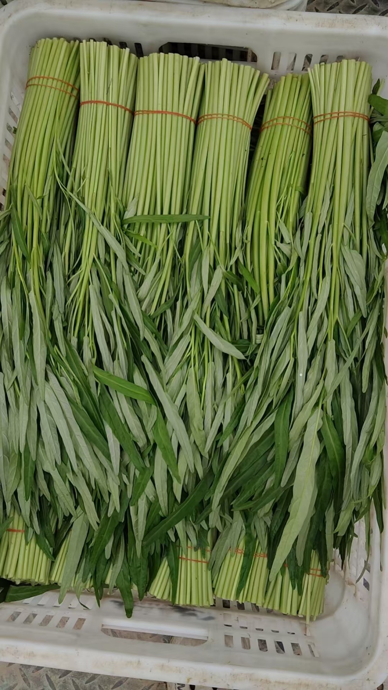 推荐江苏空心菜基地一手货源量大从优欢迎联系