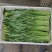 推荐江苏空心菜基地一手货源量大从优欢迎联系