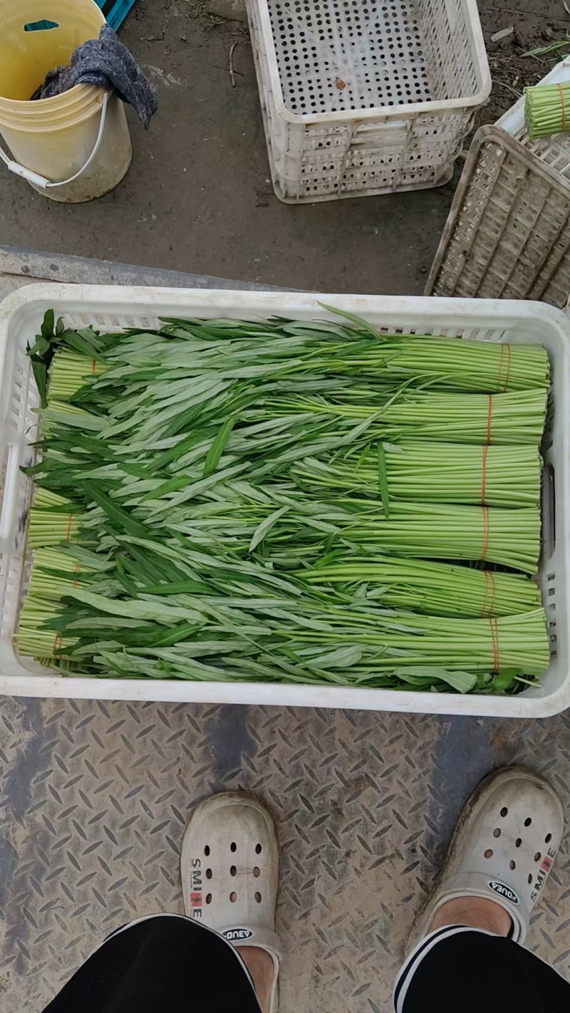 推荐江苏空心菜基地一手货源量大从优欢迎联系