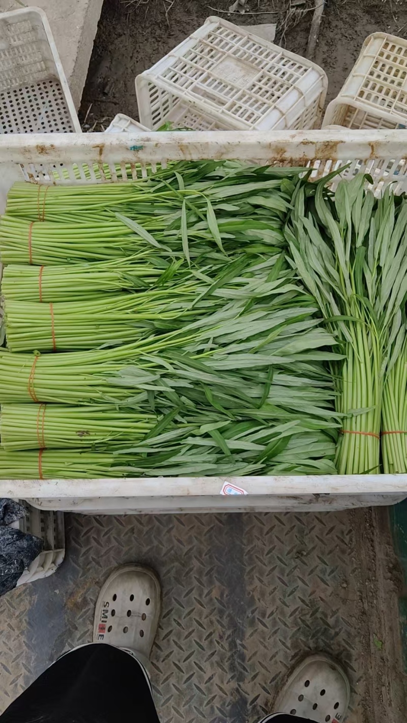 推荐江苏空心菜基地一手货源量大从优欢迎联系