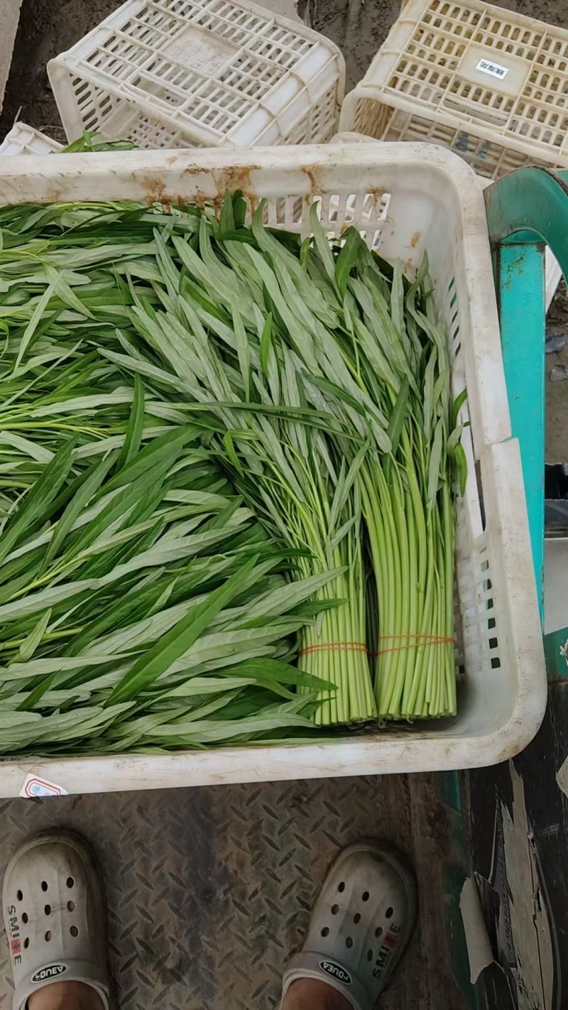 推荐江苏空心菜基地一手货源量大从优欢迎联系