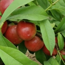 珍珠枣油1号