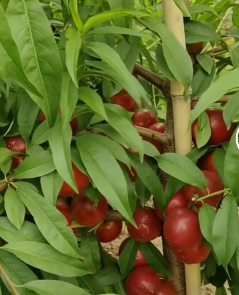 珍珠枣油1号
