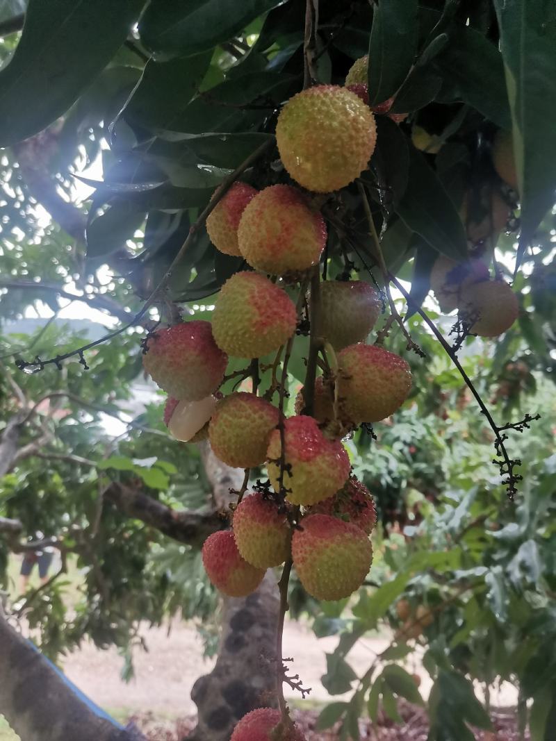 灵山妃子笑大批量上市了，需要的老板可联系我到果园订购