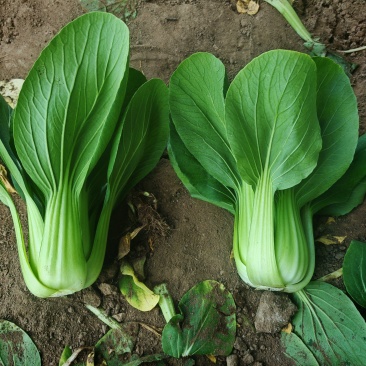 山西大同叶菜基地，精品油菜，价格不高，需要的老板联系