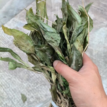 见血清